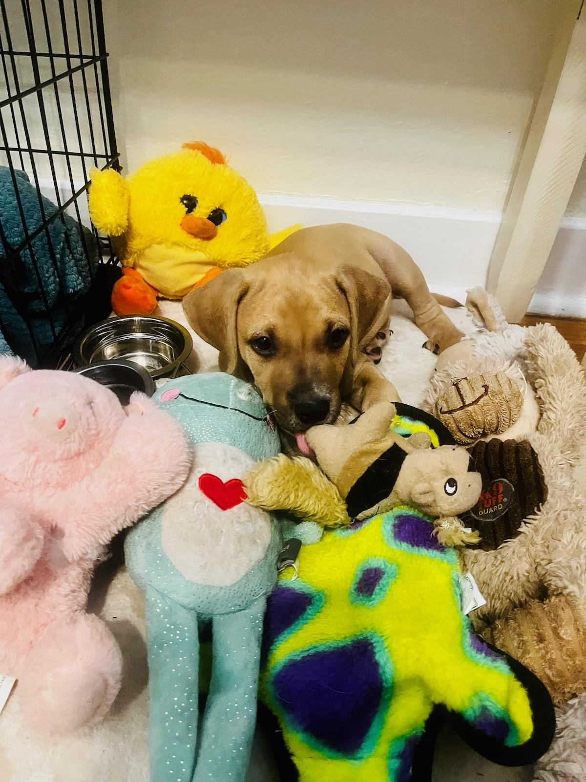 Luca, Baby Male Boxer