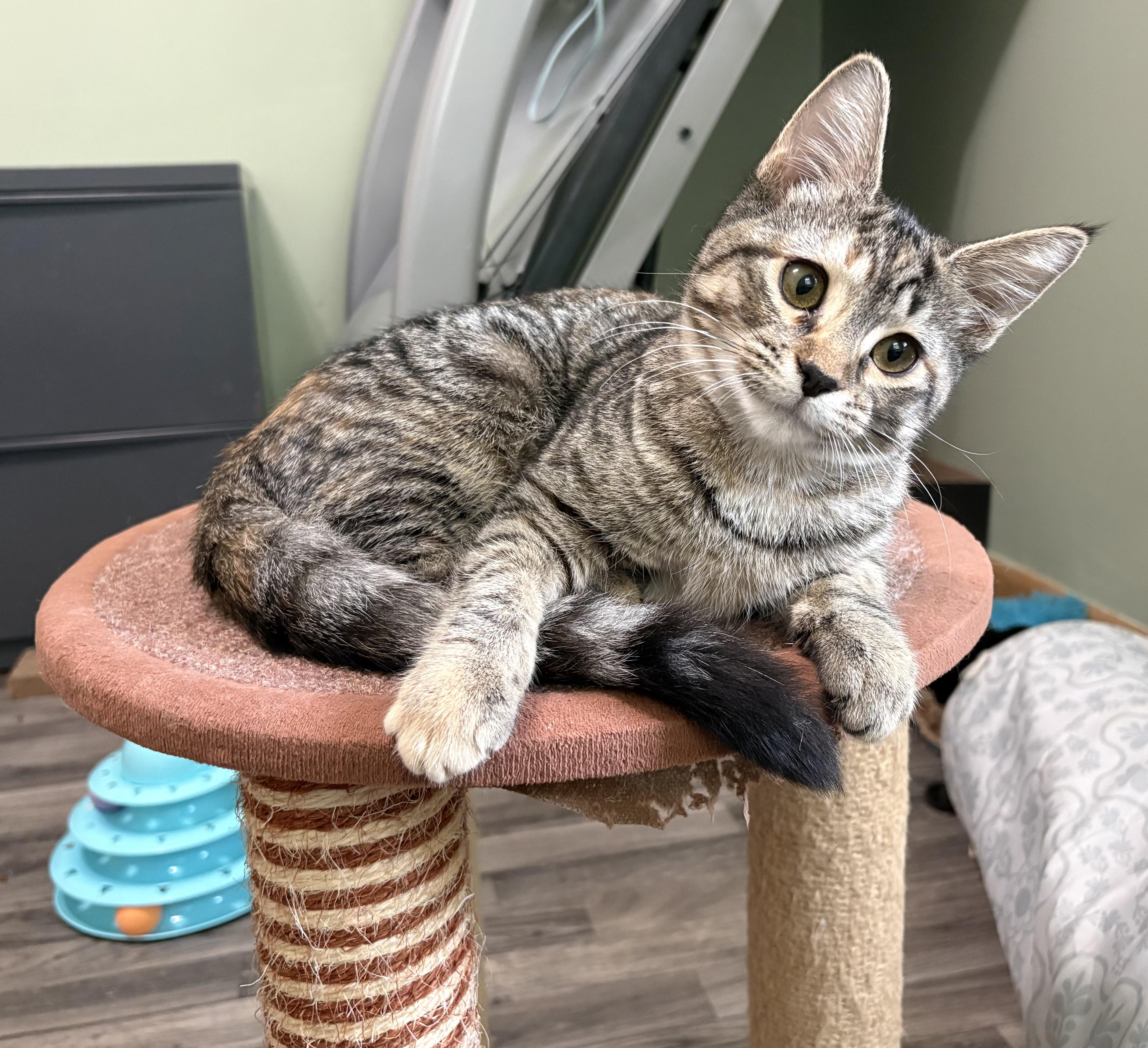 Wyndham, Adopted, Young Female Domestic Short Hair.