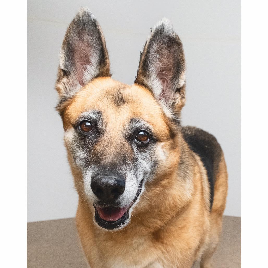 Enlarge Greta, a Adoptable mixed breed in Palm Springs, CA image 1/4