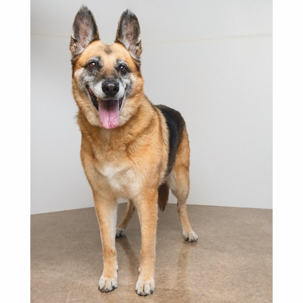 Enlarge Greta, a Adoptable mixed breed in Palm Springs, CA image 2/4