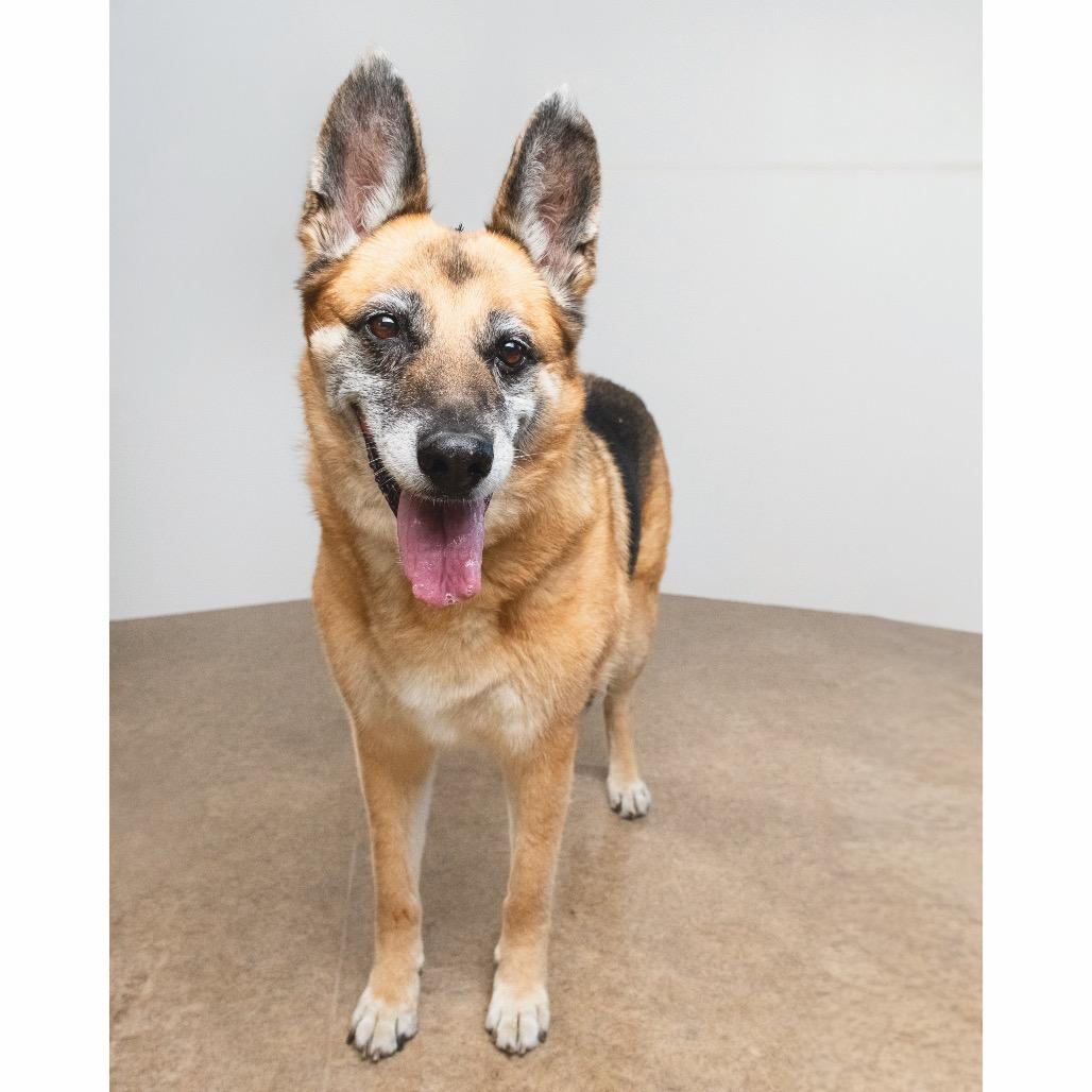 Enlarge Greta, a Adoptable mixed breed in Palm Springs, CA image 4/4