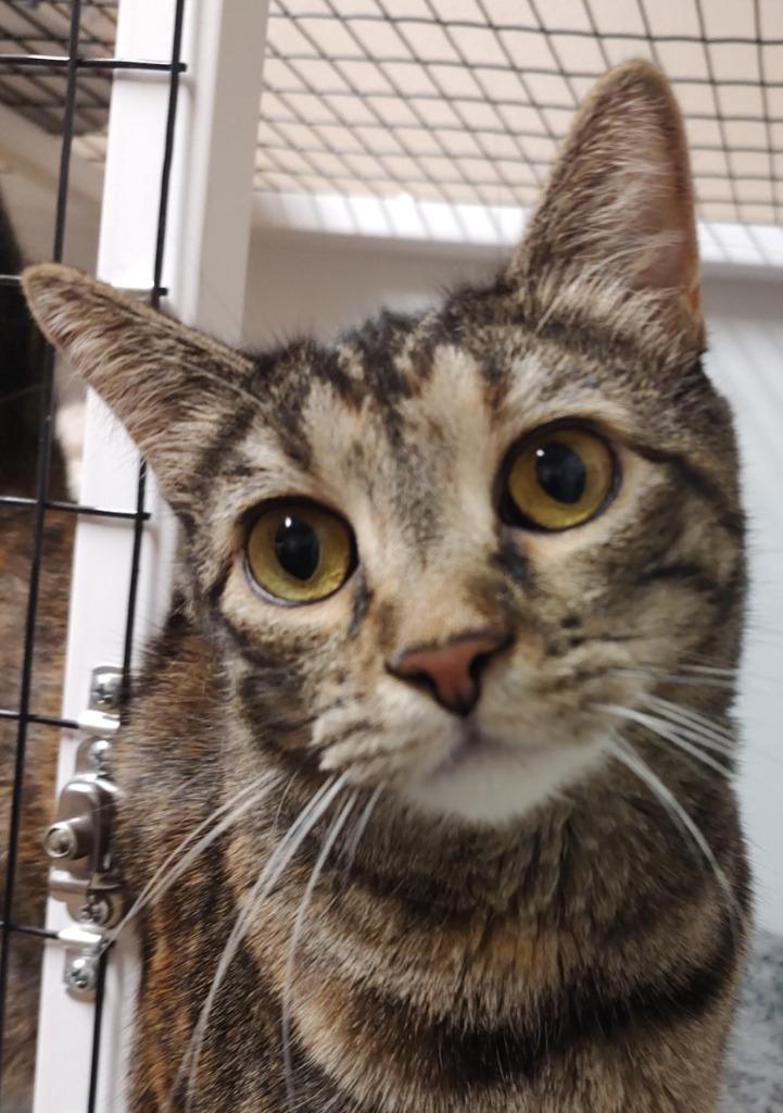 Enlarge TABITHA, a Adoptable mixed breed in Quincy, CA image 1/1