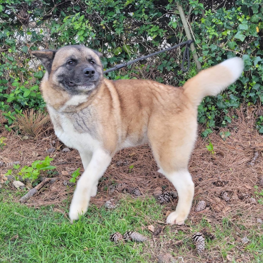 Valerian, a Adoptable Akita in Chesapeake, VA image 1/10