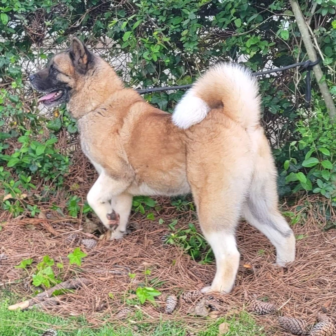 Valerian, a Adoptable Akita in Chesapeake, VA image 2/10