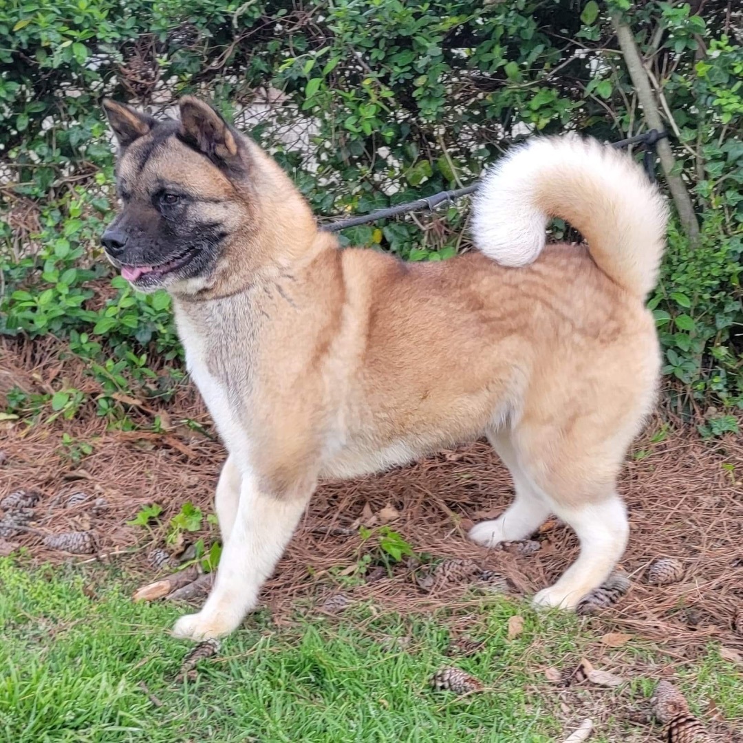 Valerian, a Adoptable Akita in Chesapeake, VA image 4/10