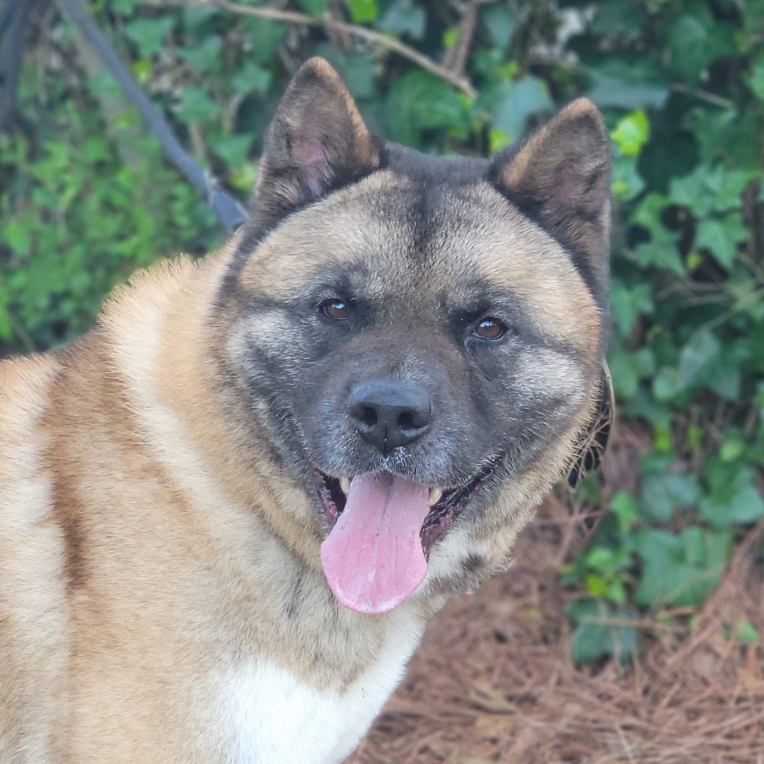 Valerian, a Adoptable Akita in Chesapeake, VA image 5/10
