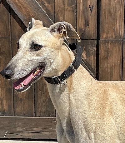 Tilly (aka DD's Timing It), Adoptable, Adult Female Greyhound.