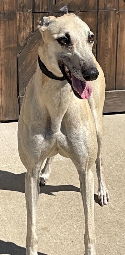 Tilly (aka DD's Timing It), a Adoptable Greyhound in Dallas, TX image 2/3