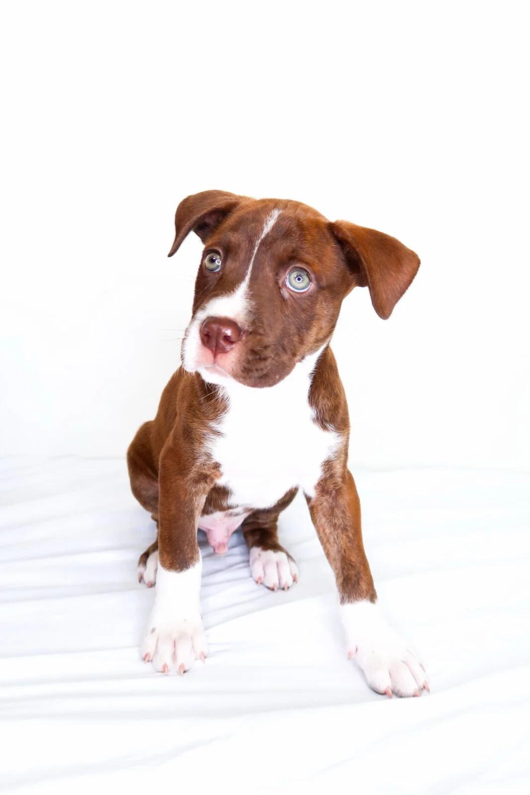 Enlarge Whisk, an adopted mixed breed in Bixby, OK image 5/5