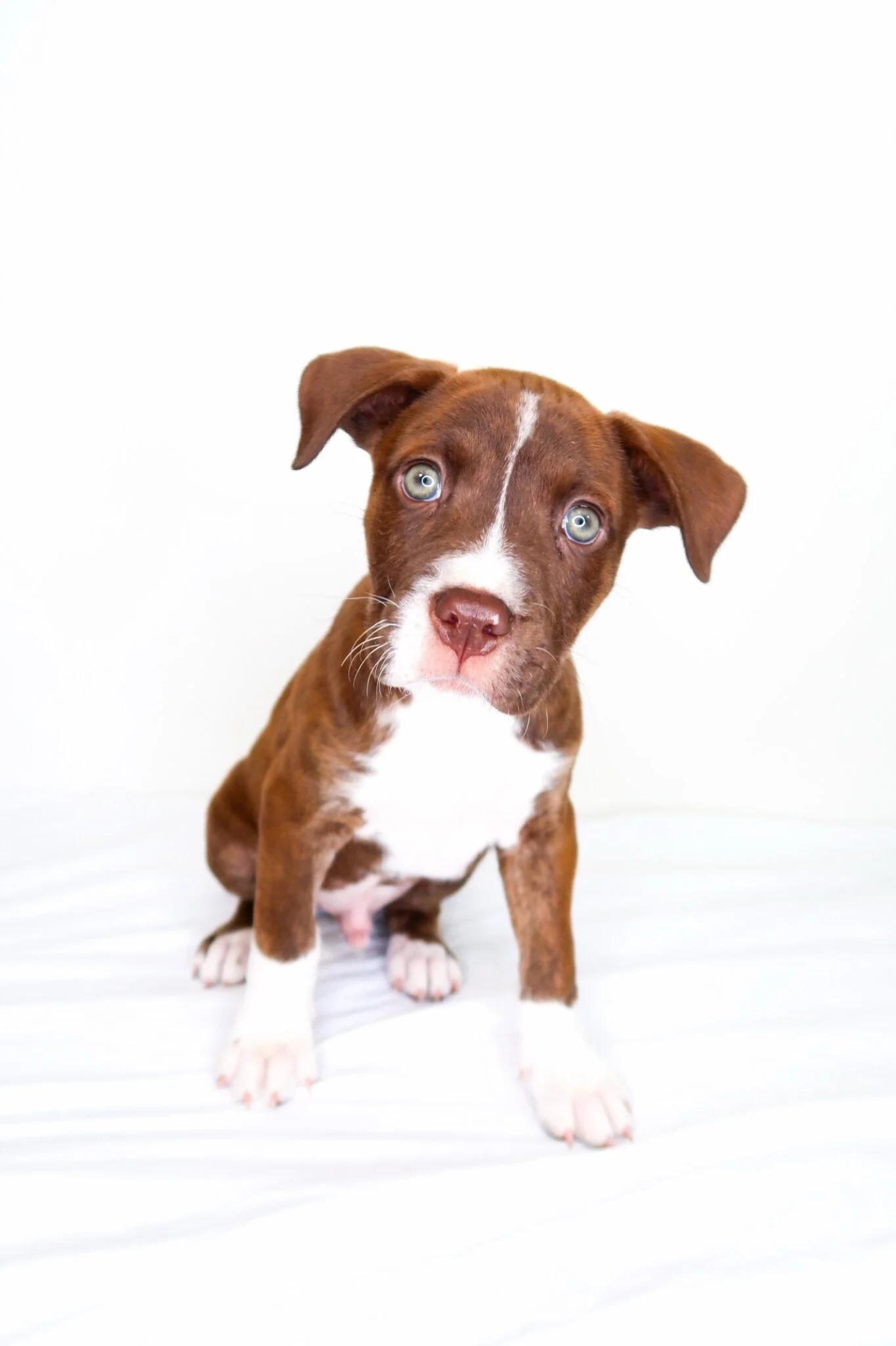 Enlarge Whisk, an adopted mixed breed in Bixby, OK image 1/5