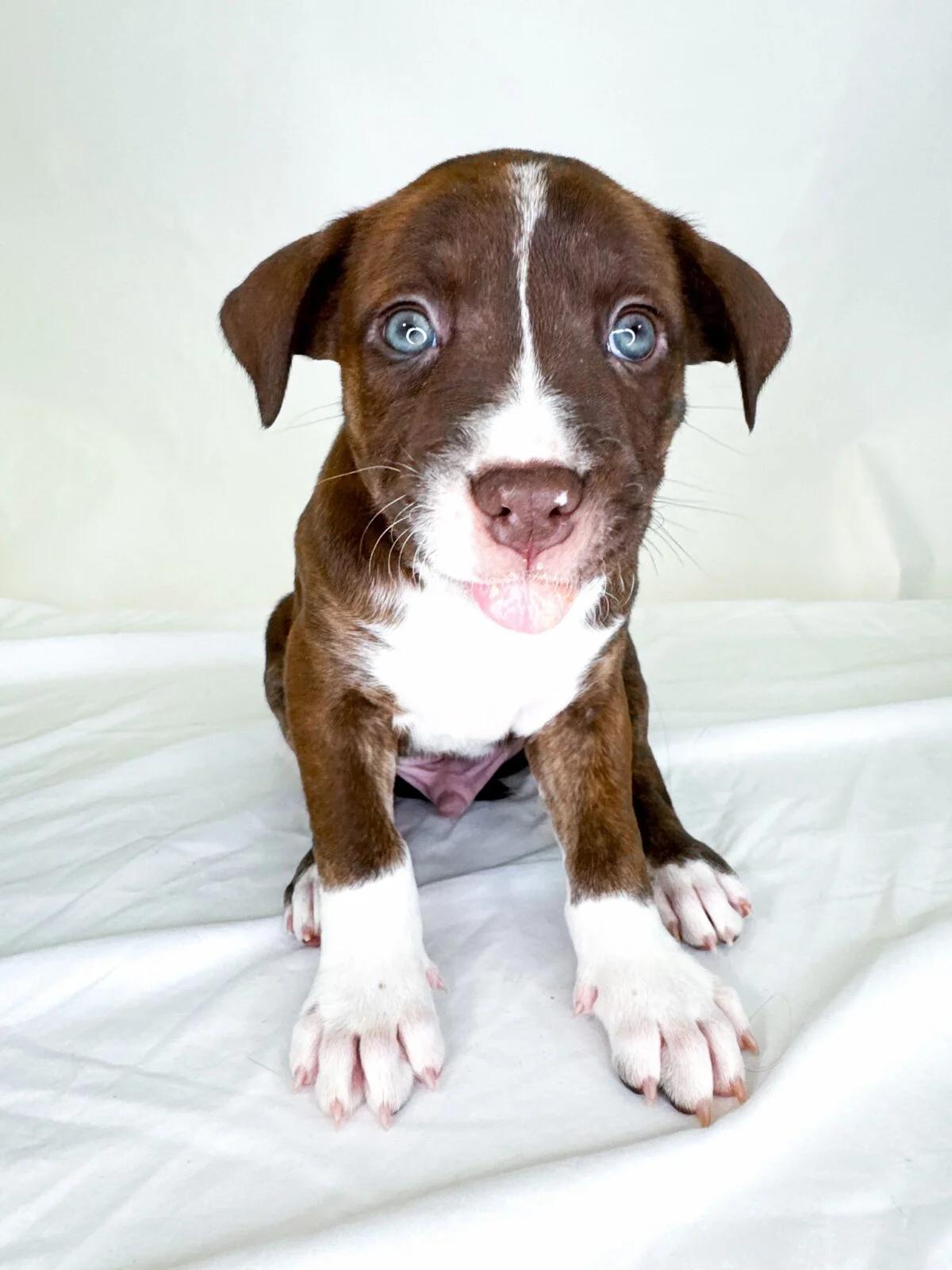 Whisk, a ADOPTABLE mixed breed in Bixby, OK image 3/4