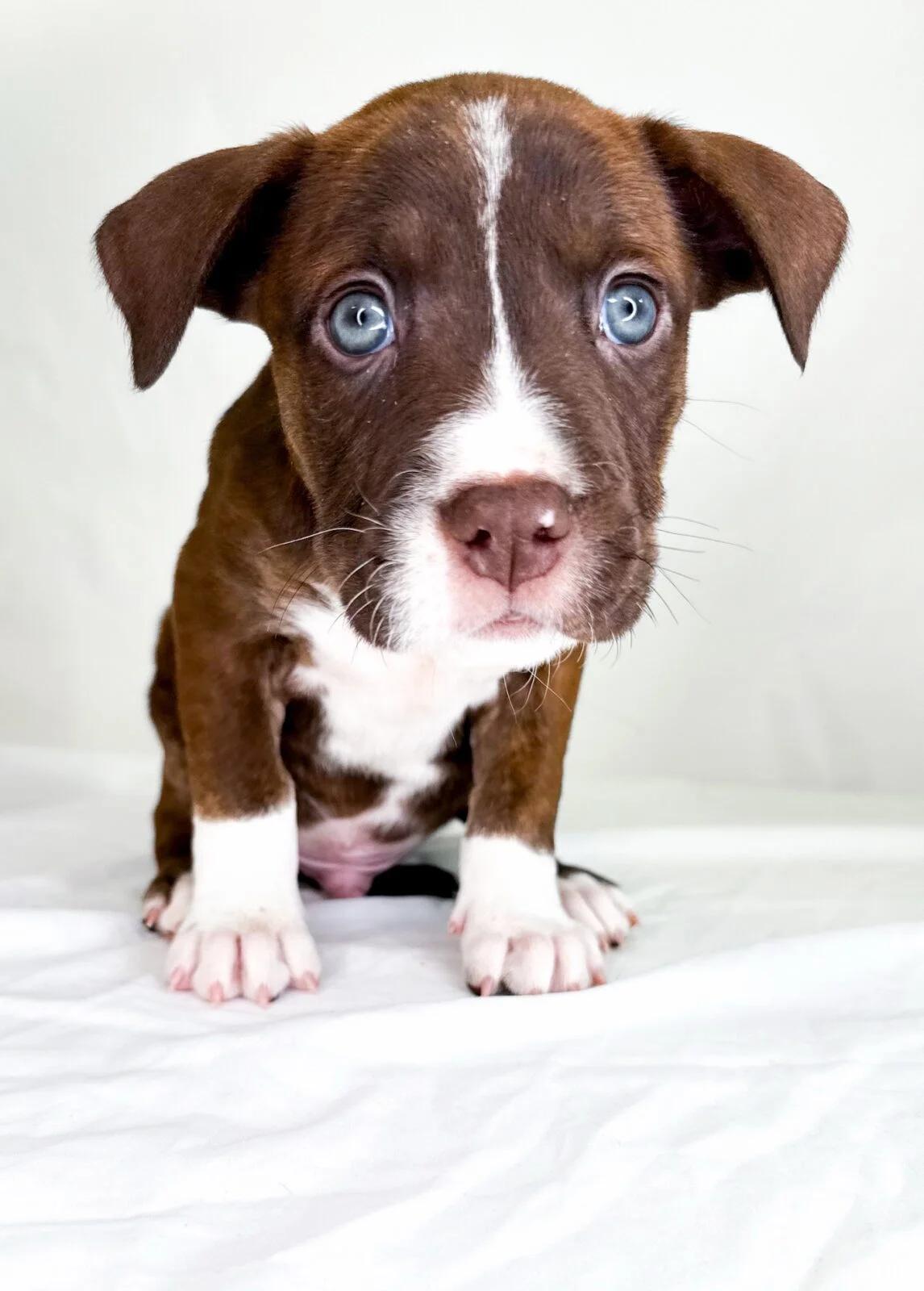 Whisk, a ADOPTABLE mixed breed in Bixby, OK image 2/4