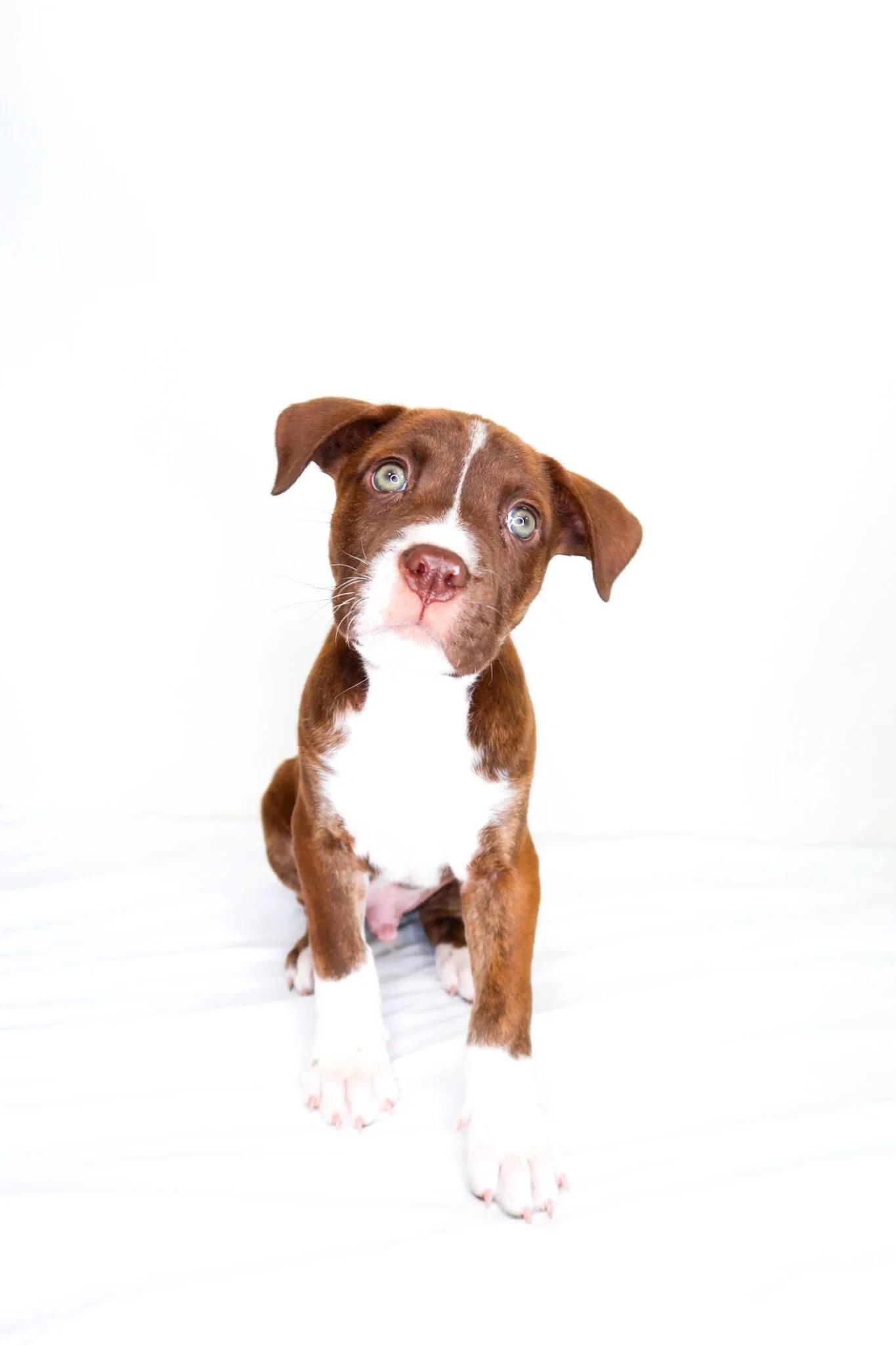 Enlarge Whisk, an adopted mixed breed in Bixby, OK image 4/5
