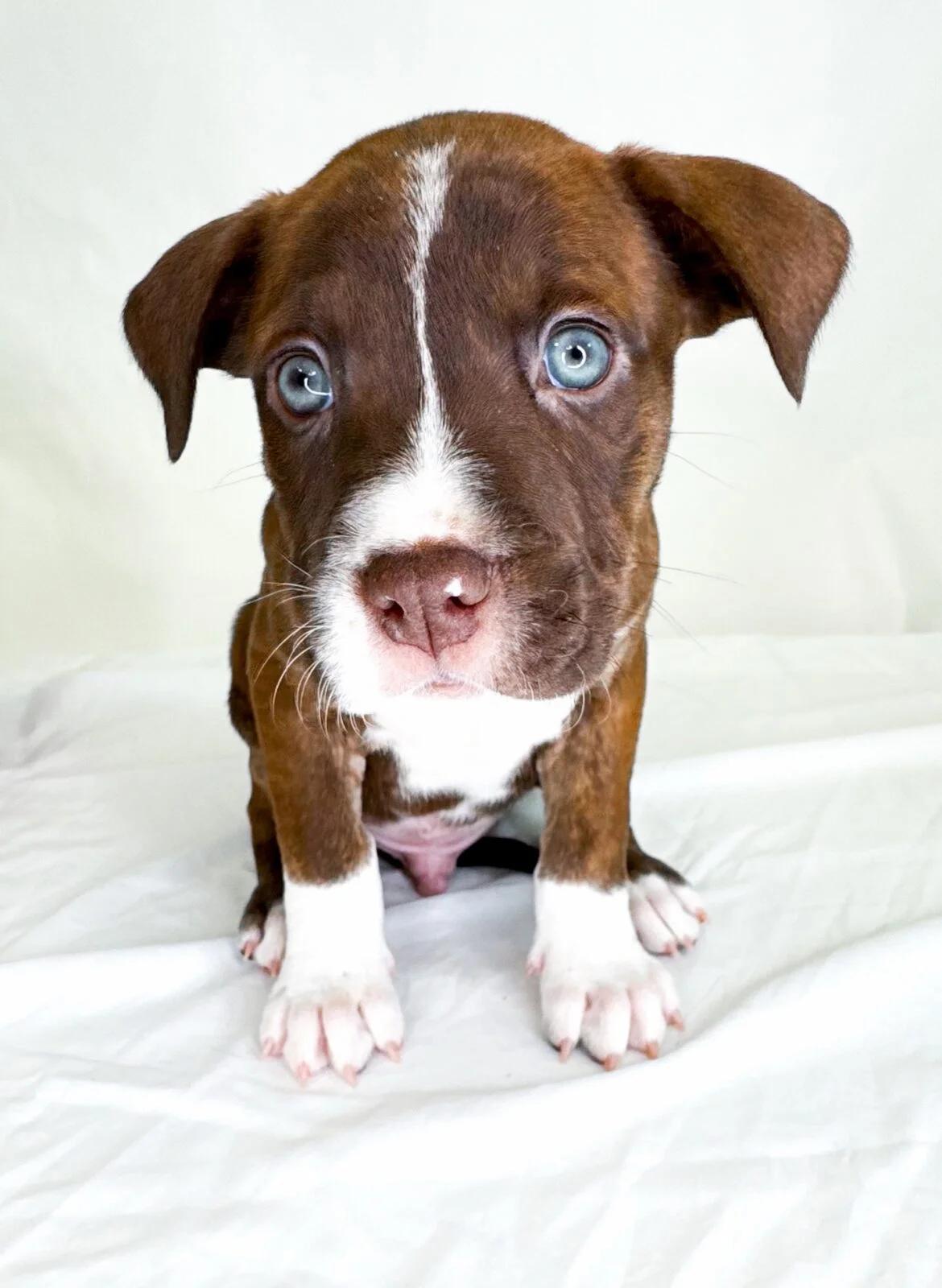 Whisk, a ADOPTABLE mixed breed in Bixby, OK image 4/4