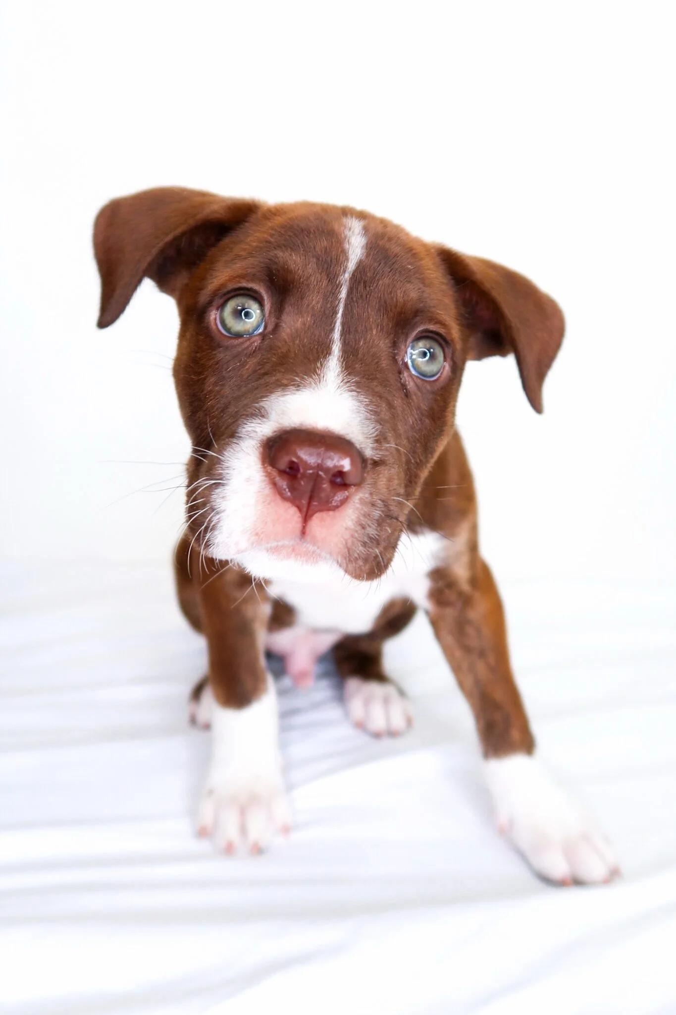 Enlarge Whisk, an adopted mixed breed in Bixby, OK image 3/5