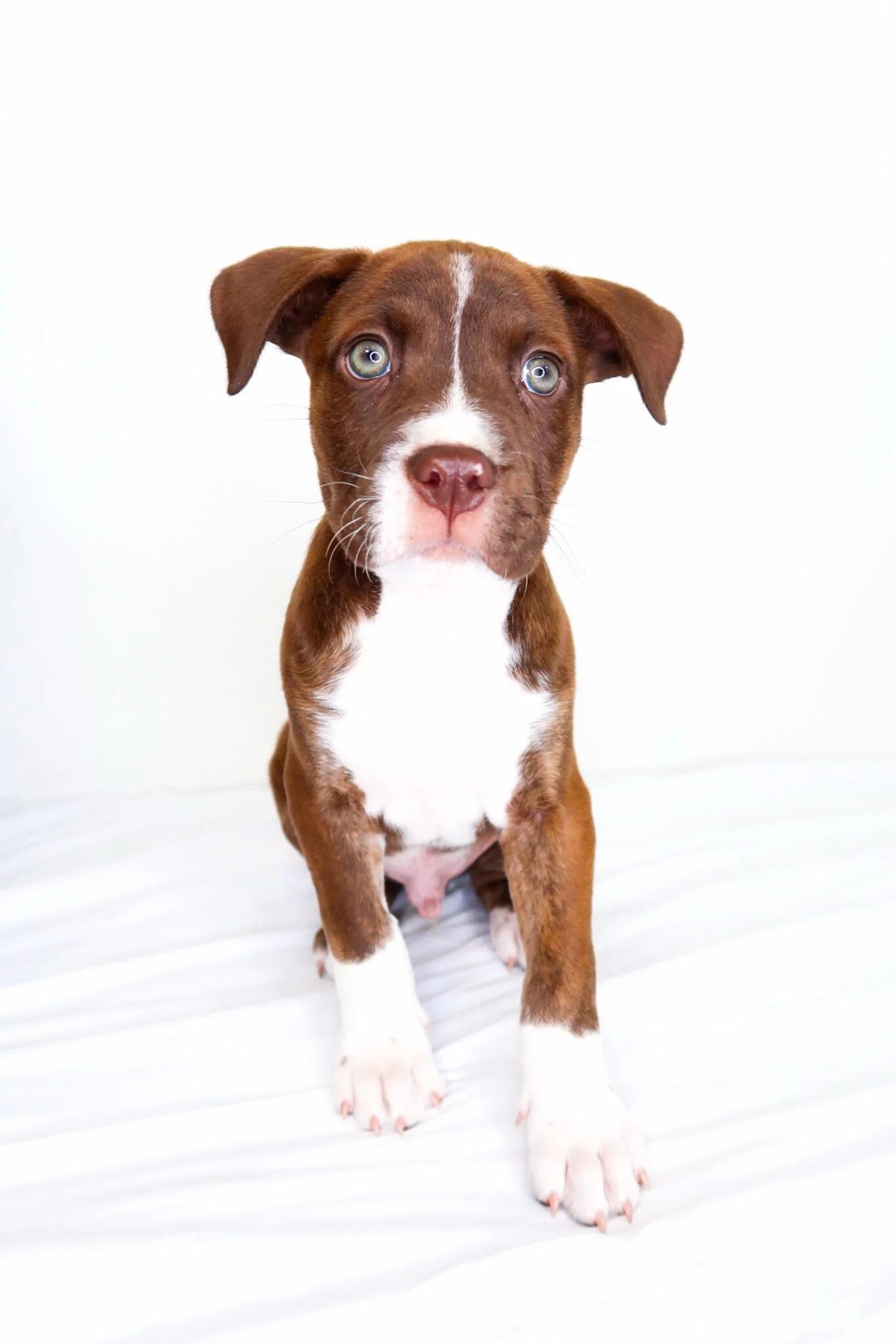 Enlarge Whisk, an adopted mixed breed in Bixby, OK image 2/5