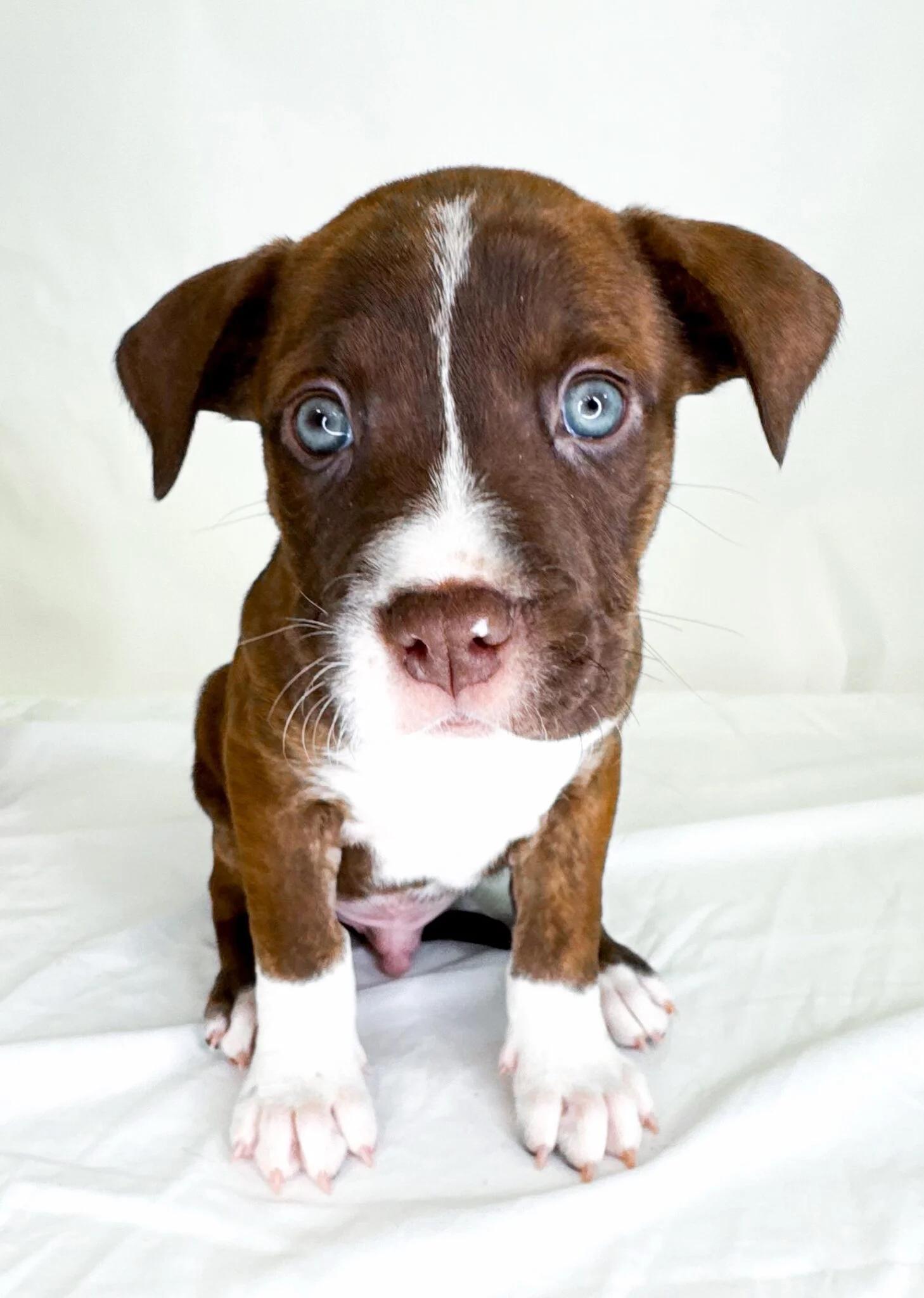 Whisk, ADOPTABLE, Puppy Male Labrador Retriever & Pit Bull Terrier.