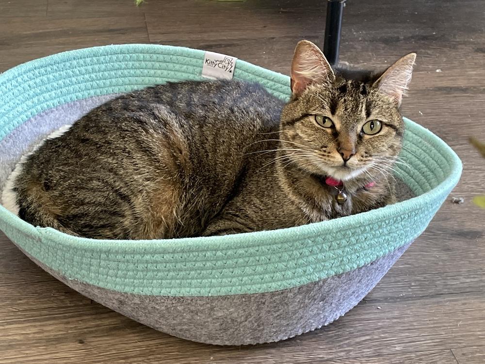 Stella, Adoptable, Adult Female Domestic Short Hair.