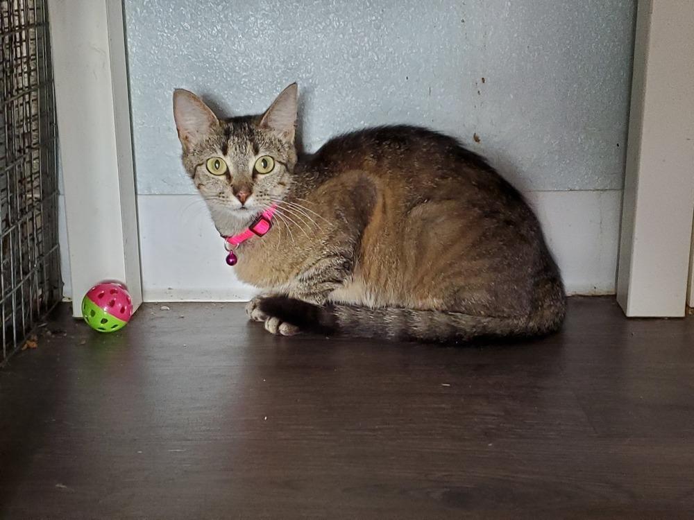 Enlarge Stella, a Adoptable Domestic Short Hair in Bossier City, LA image 2/2
