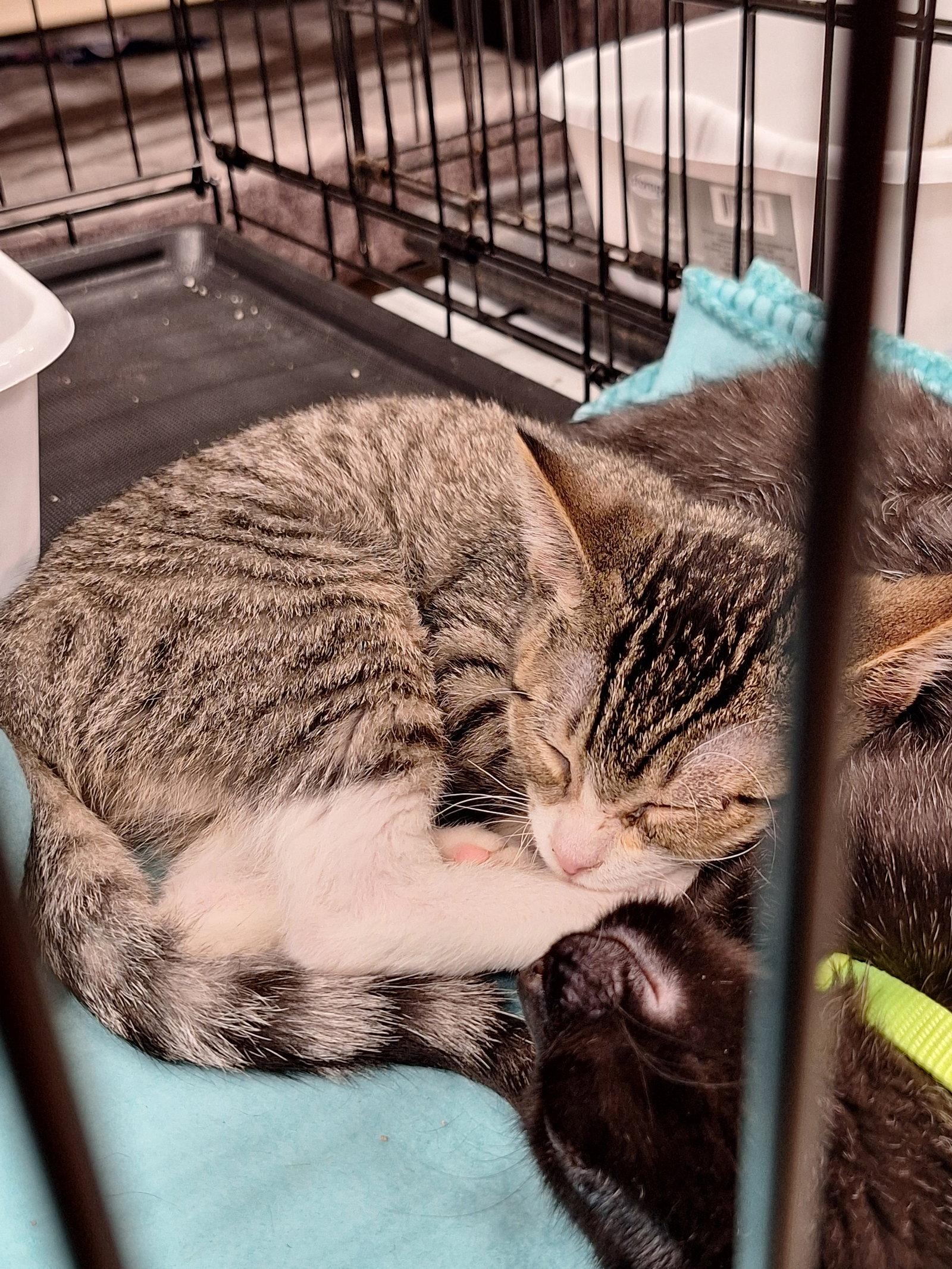 Brioche, Adoptable, Kitten Male Domestic Short Hair.
