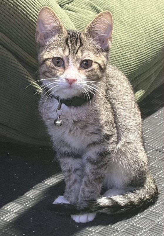 Enlarge Brioche, a Adoptable Domestic Short Hair in House Springs, MO image 2/2
