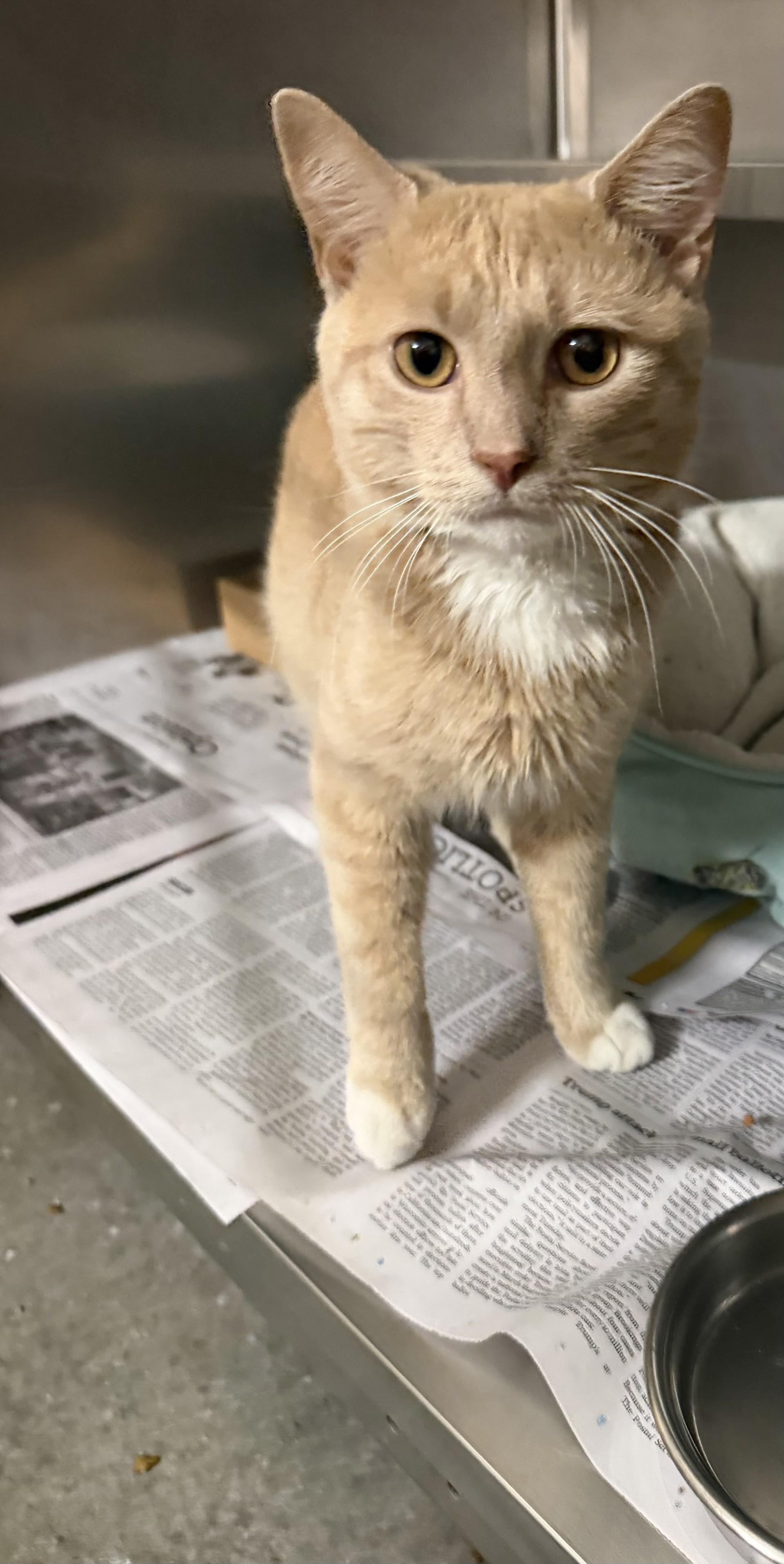 Milo, adopted, Young Male Domestic Short Hair.