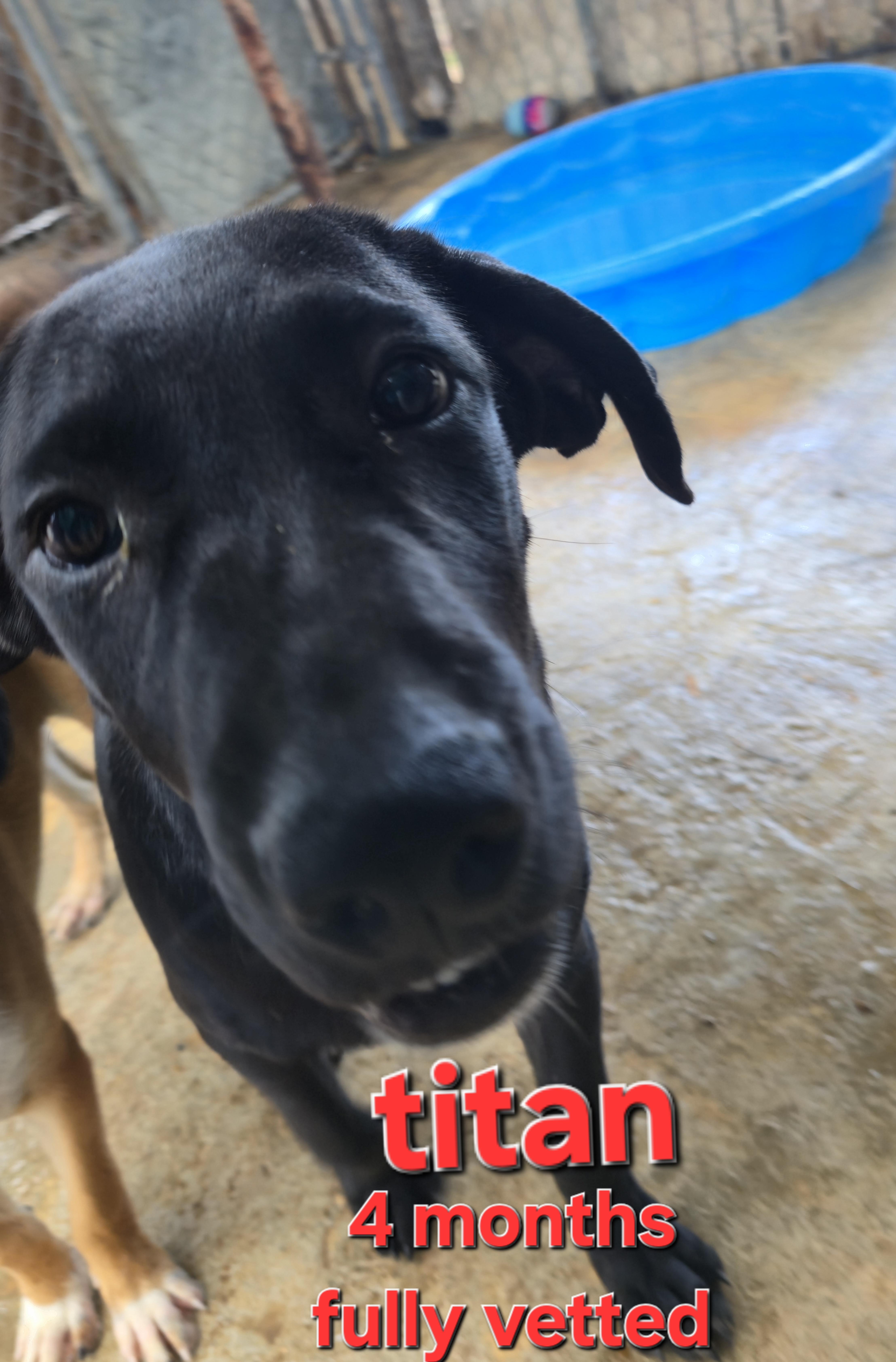 Titan, a Adoptable mixed breed in Mexia, TX image 1/2