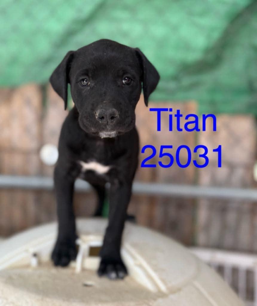 Titan, Young Male unknown