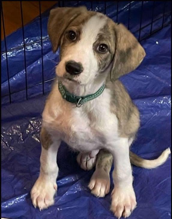 Sully "Benny", Adopted, Puppy Male Terrier.