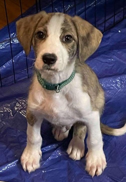 Sully "Benny", a Adopted Terrier in Wando, SC image 2/4