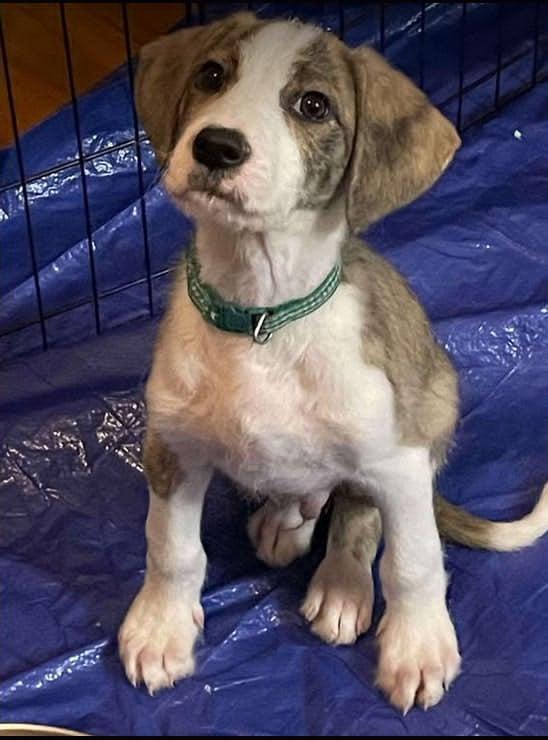 Sully "Benny", a Adopted Terrier in Wando, SC image 3/4