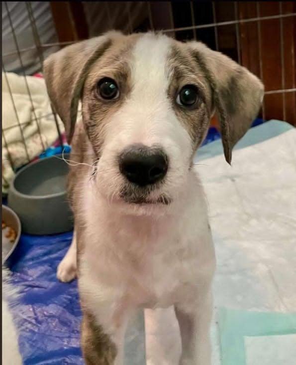 Sully "Benny", a Adopted Terrier in Wando, SC image 4/4