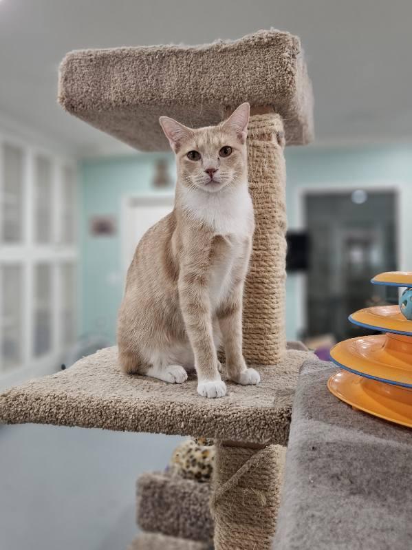 Rover, Adoptable, Kitten Male Domestic Short Hair.