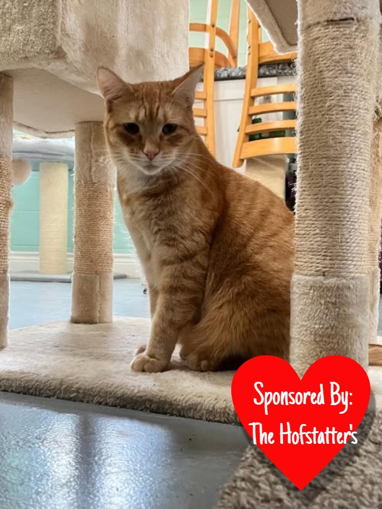 Rover, Adoptable, Kitten Male Domestic Short Hair.