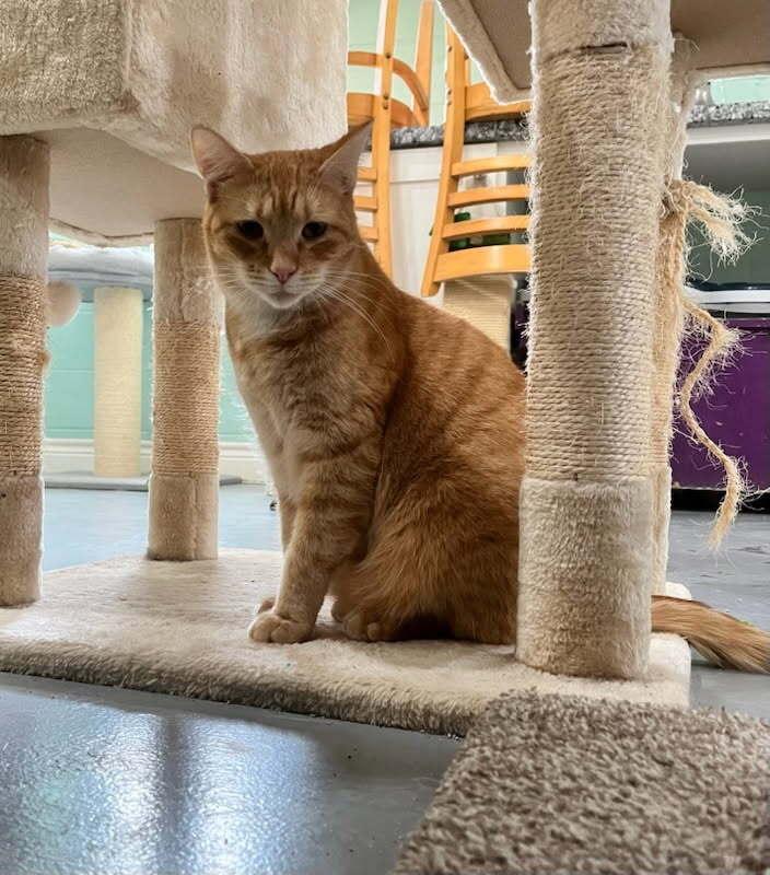 Enlarge Rover, a Adoptable Domestic Short Hair in San Leon, TX image 2/6