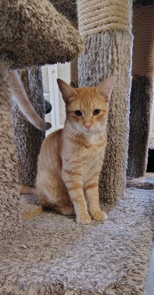 Rover, Adoptable, Kitten Male Domestic Short Hair.