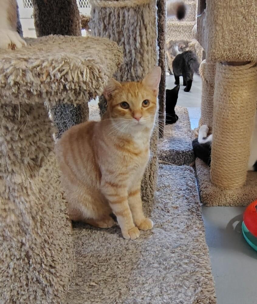 Enlarge Rover, a Adoptable Domestic Short Hair in San Leon, TX image 3/4