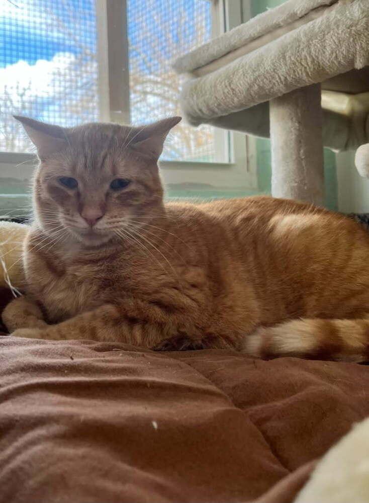 Enlarge Rover, a Adoptable Domestic Short Hair in San Leon, TX image 5/6