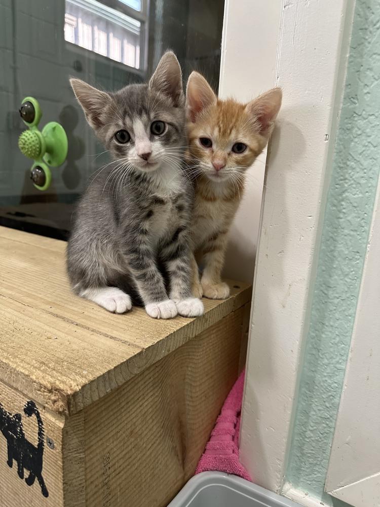 Enlarge Rover, a Adoptable Domestic Short Hair in San Leon, TX image 4/4