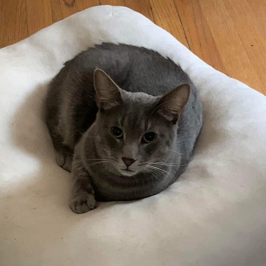 Toulouse, a Adoptable Domestic Short Hair in Montgomery, AL image 3/5