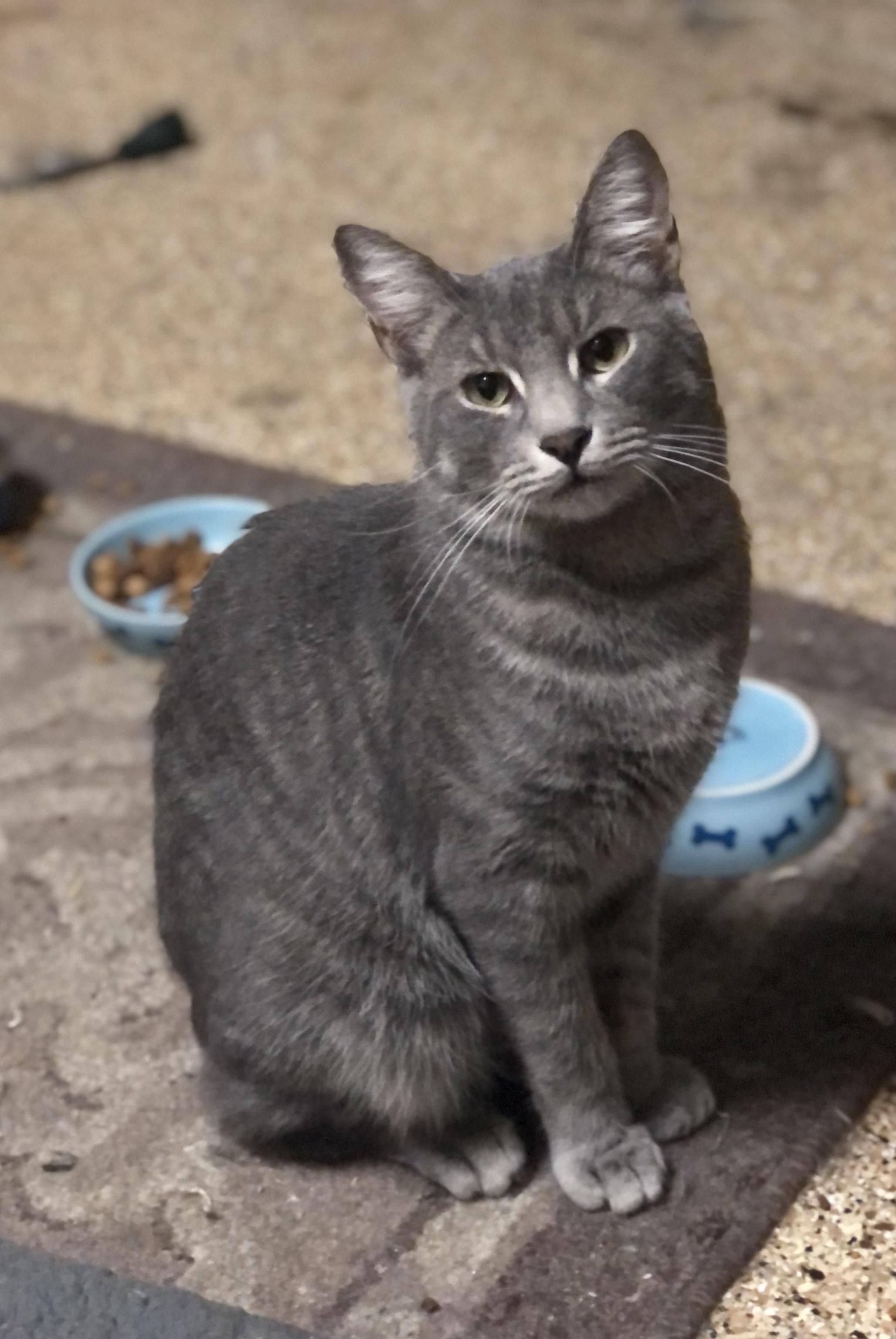 Toulouse, Adoptable, Adult Male Domestic Short Hair.