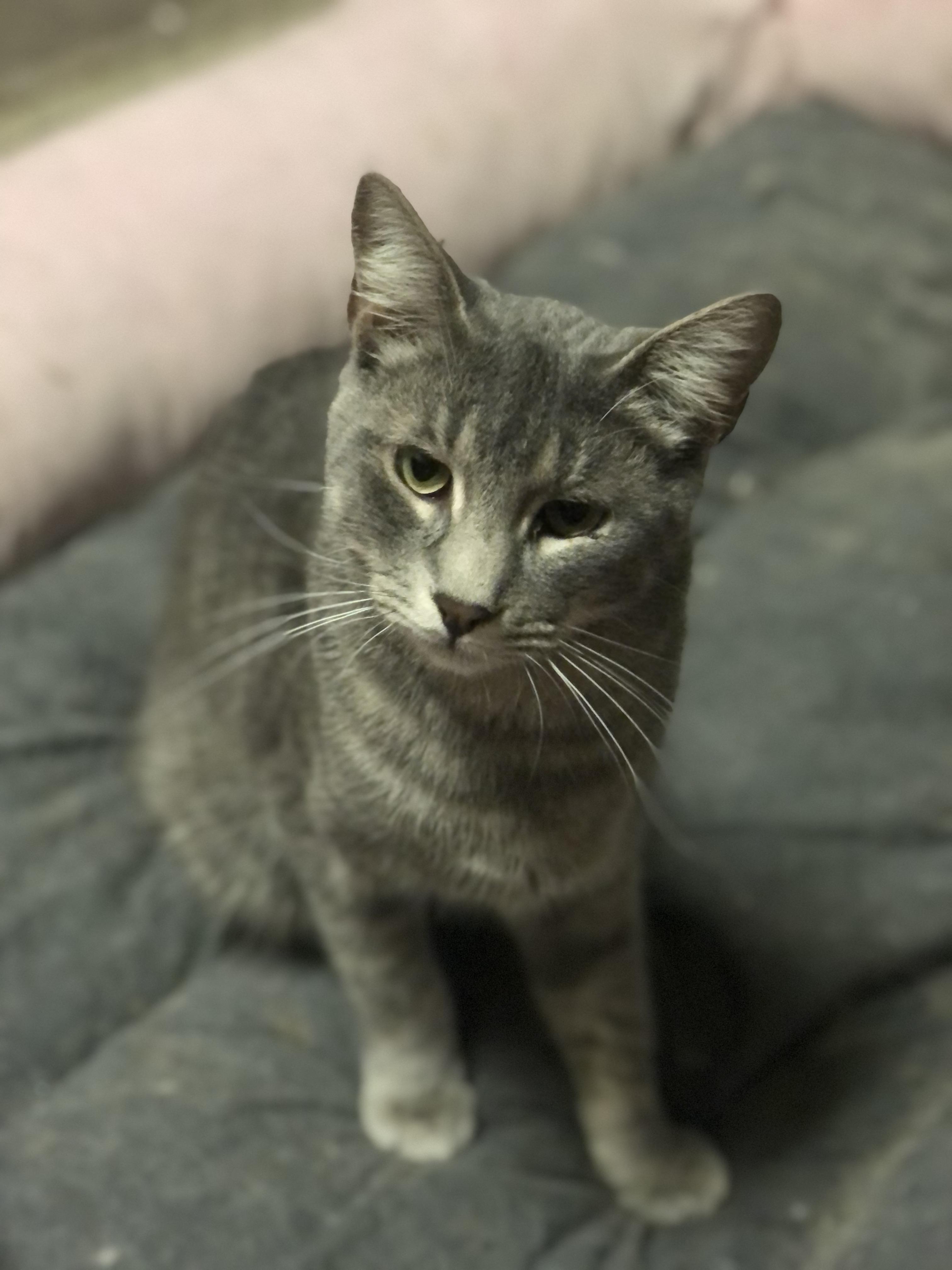 Toulouse, a Adoptable Domestic Short Hair in Montgomery, AL image 4/5