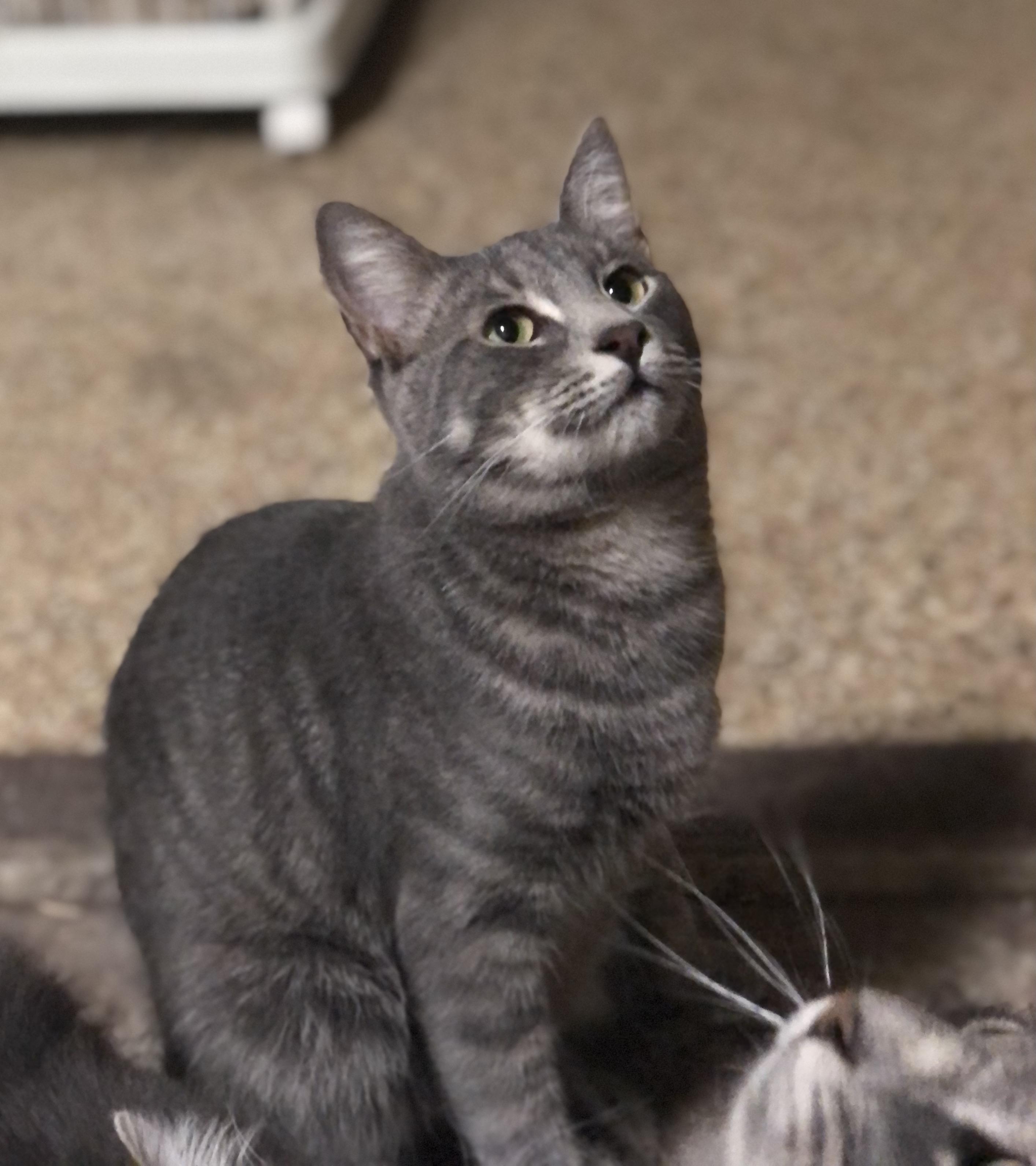 Toulouse, a Adoptable Domestic Short Hair in Montgomery, AL image 2/5