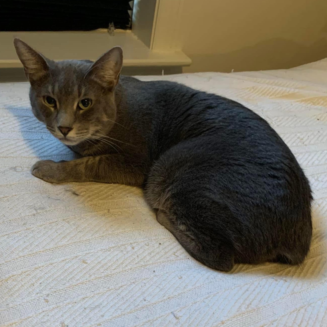 Toulouse, a Adoptable Domestic Short Hair in Montgomery, AL image 5/5