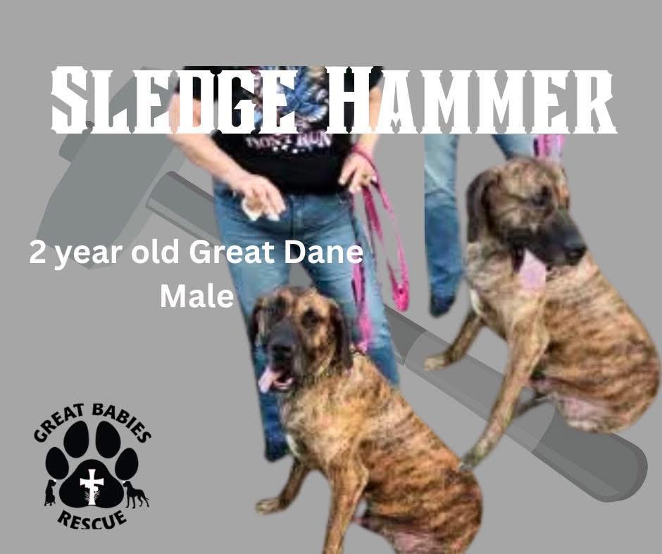 Sledge Hammer, Adoptable, Adult Male Great Dane.