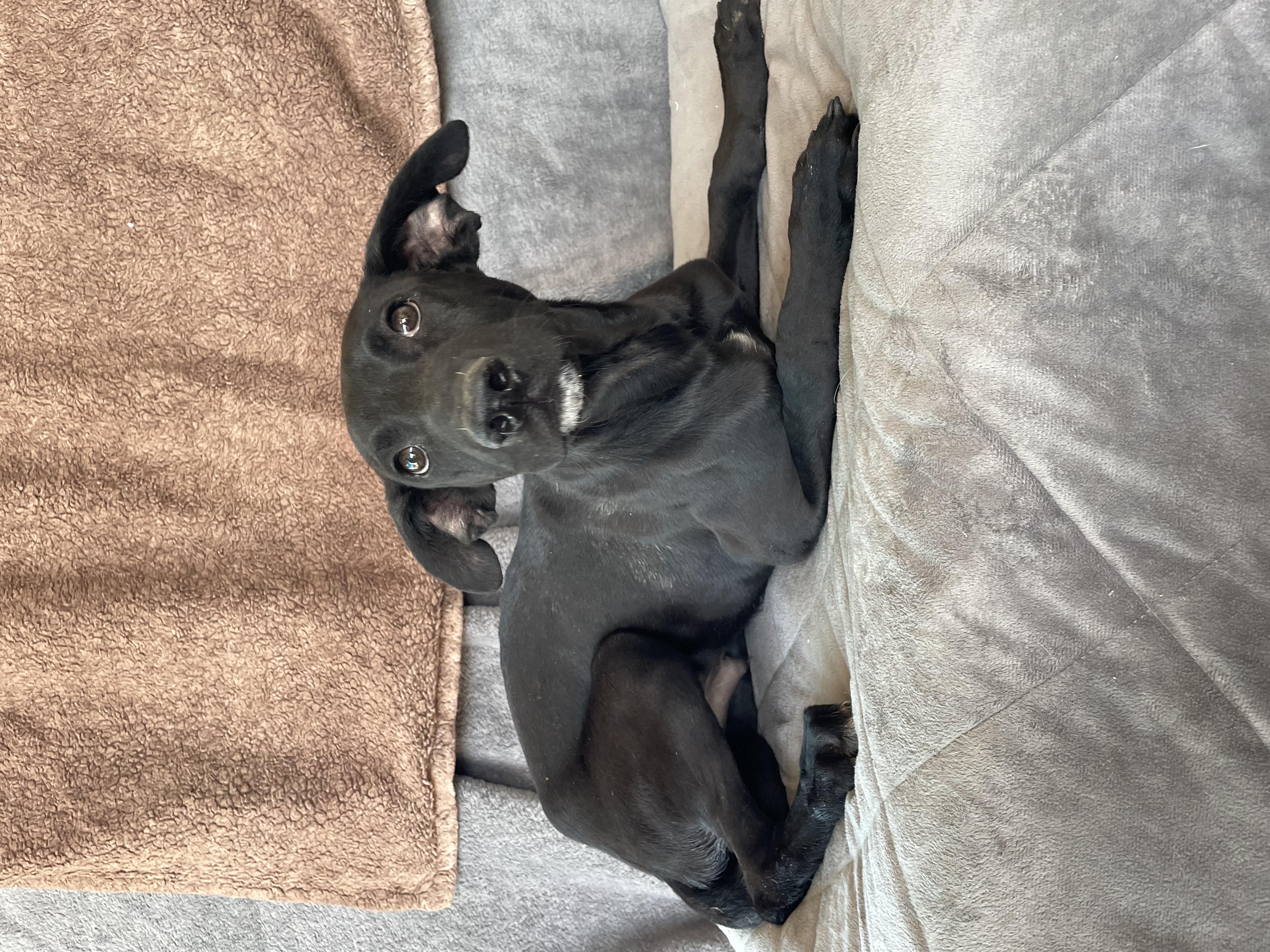 Enlarge Ryan, a Adoptable mixed breed in Phoenix, AZ image 1/2