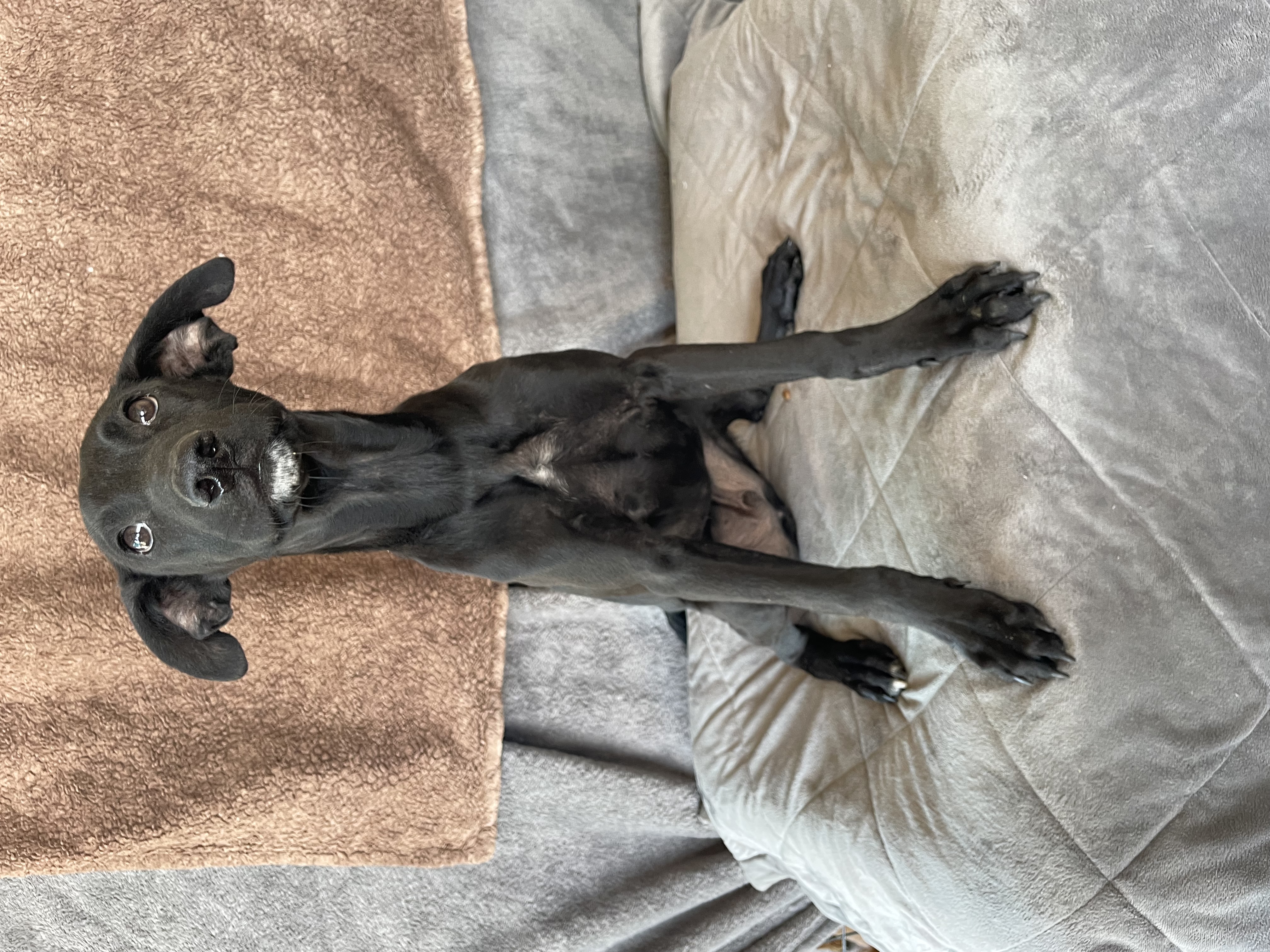 Enlarge Ryan, a Adoptable mixed breed in Phoenix, AZ image 2/2