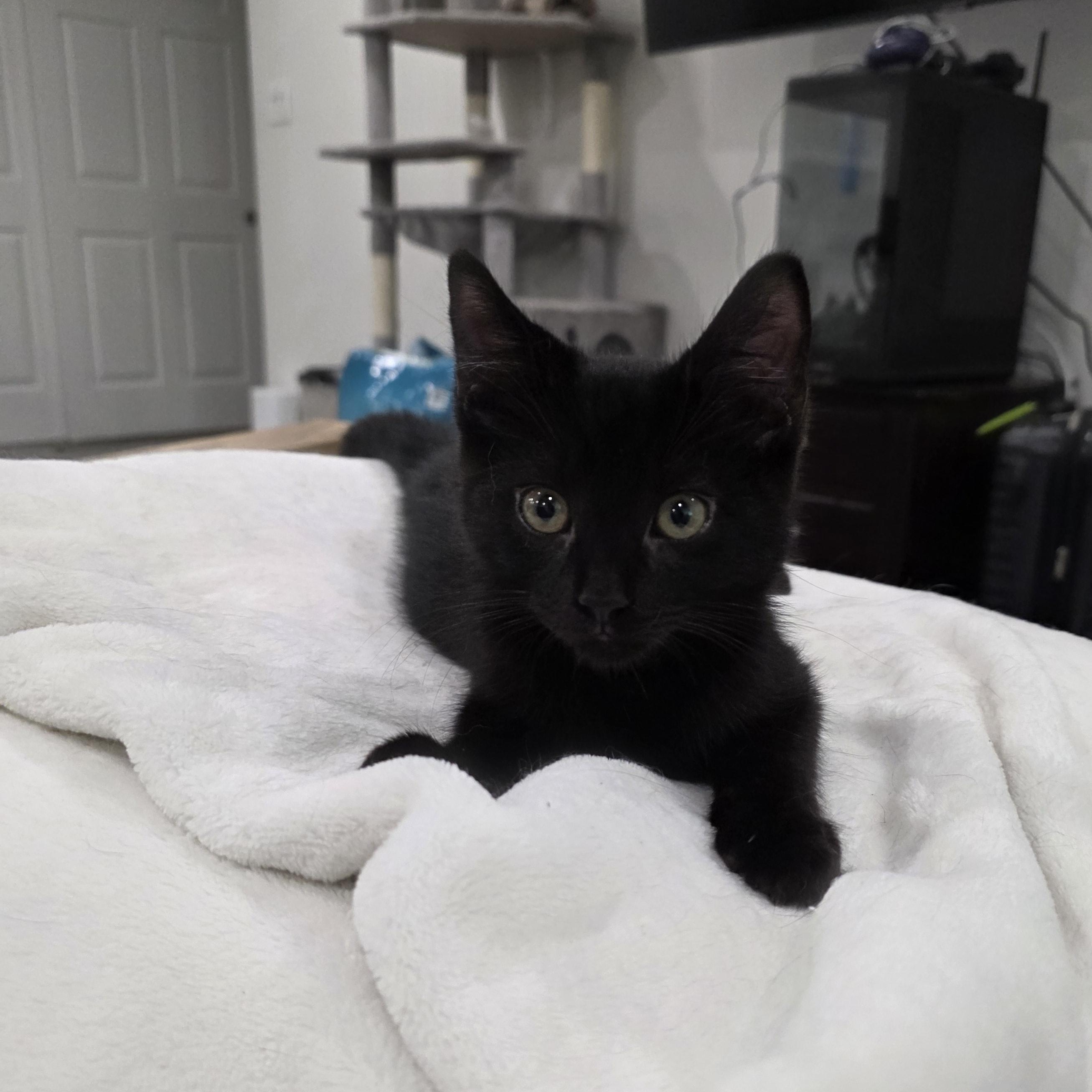 Dream, a Adoptable mixed breed in Moriches, NY image 5/6