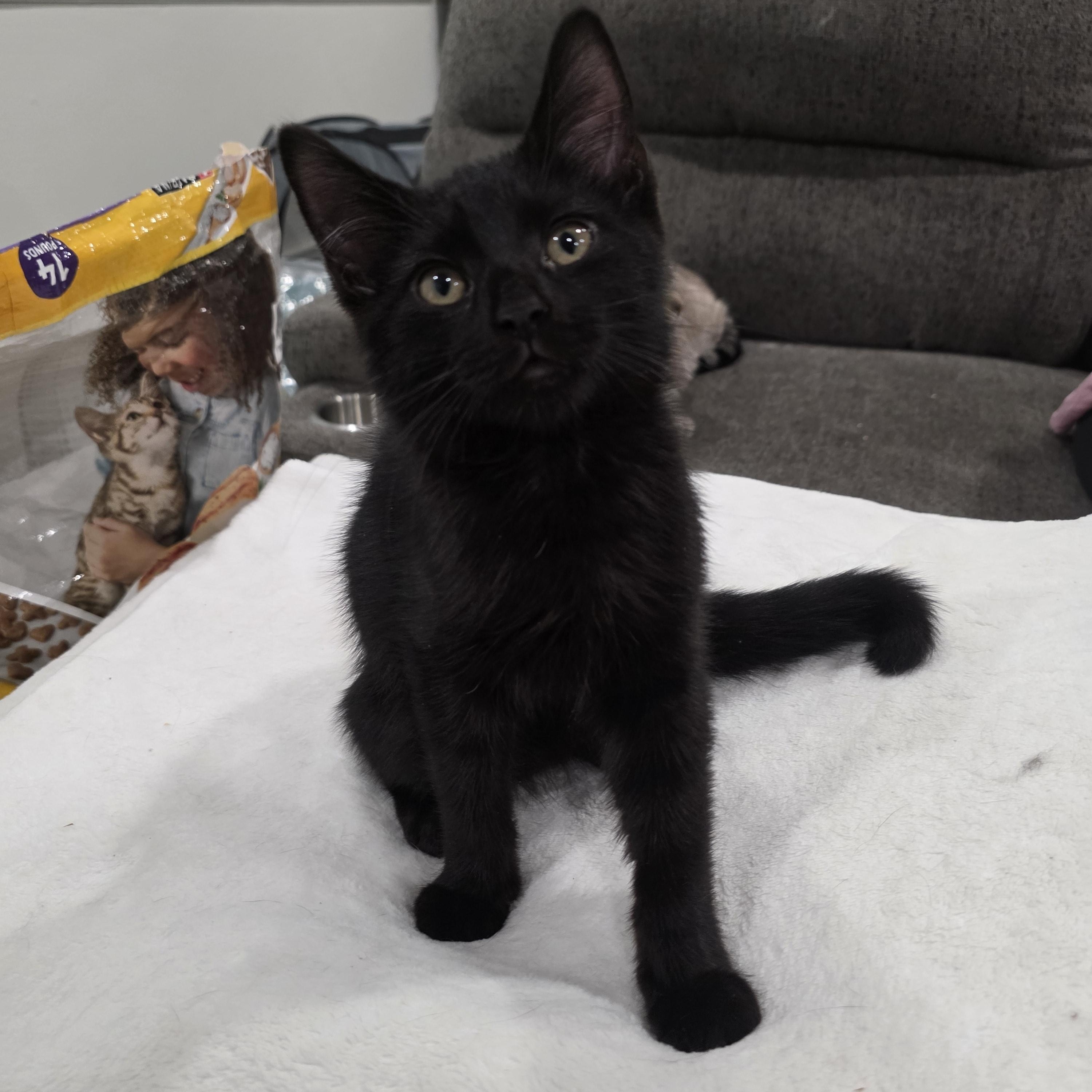 Dream, a Adoptable mixed breed in Moriches, NY image 2/6