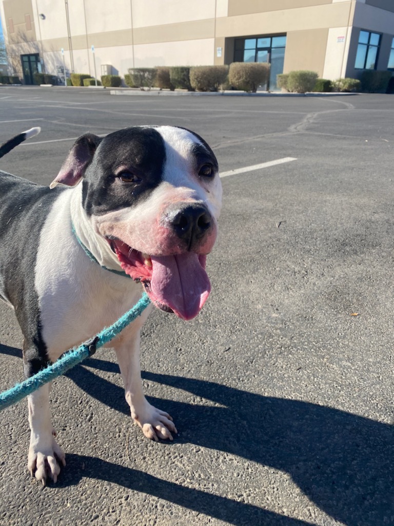 COLUMBO, a Adoptable mixed breed in Las Vegas, NV image 1/6